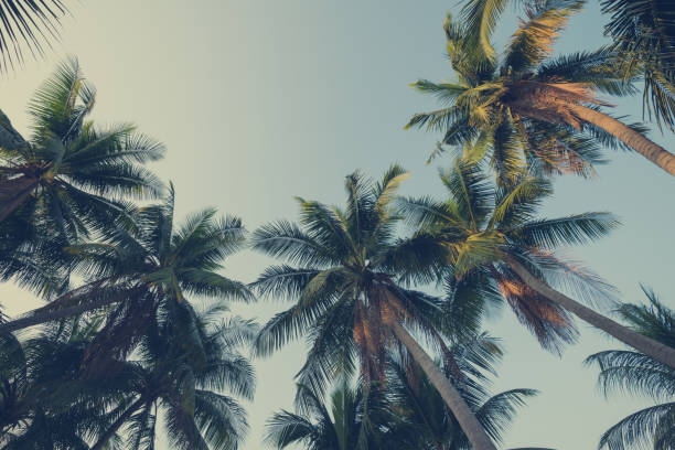 istock Beautiful silhouette coconut palm tree forest in sunshine day clear sky background monochrome tone. 1620076987
