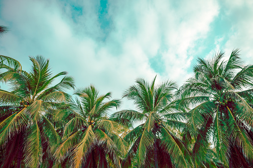 Palm Tree, Big Island - Hawaii Islands, Coconut, Hawaii Islands, Nut - Food