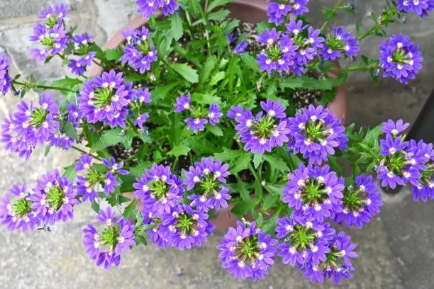Blue fan flower ( Scaevola aemula ) flowers. Goodeniaceae annual plants. Blooms from April to October.
