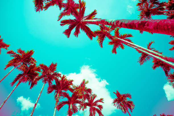 istock Areca nut or Betel Nuts palm tree with blue sky and clouds background. 1620078775