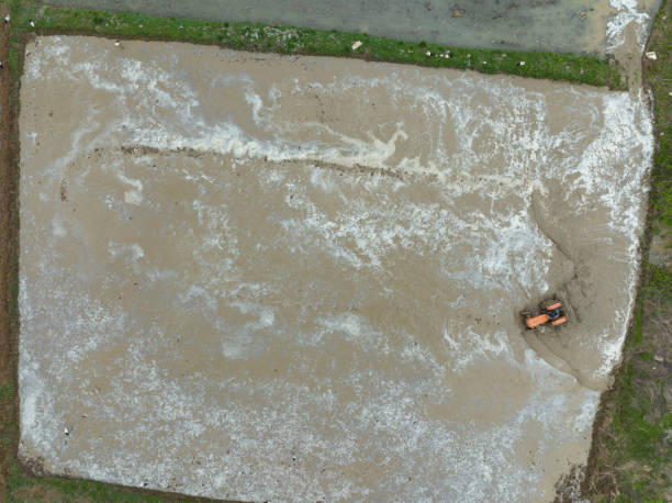 istock Rice Fields (Pirinc Tarlasi) Drone Photo, Boyabat Sinop, Turkey (Turkiye) 1620079530
