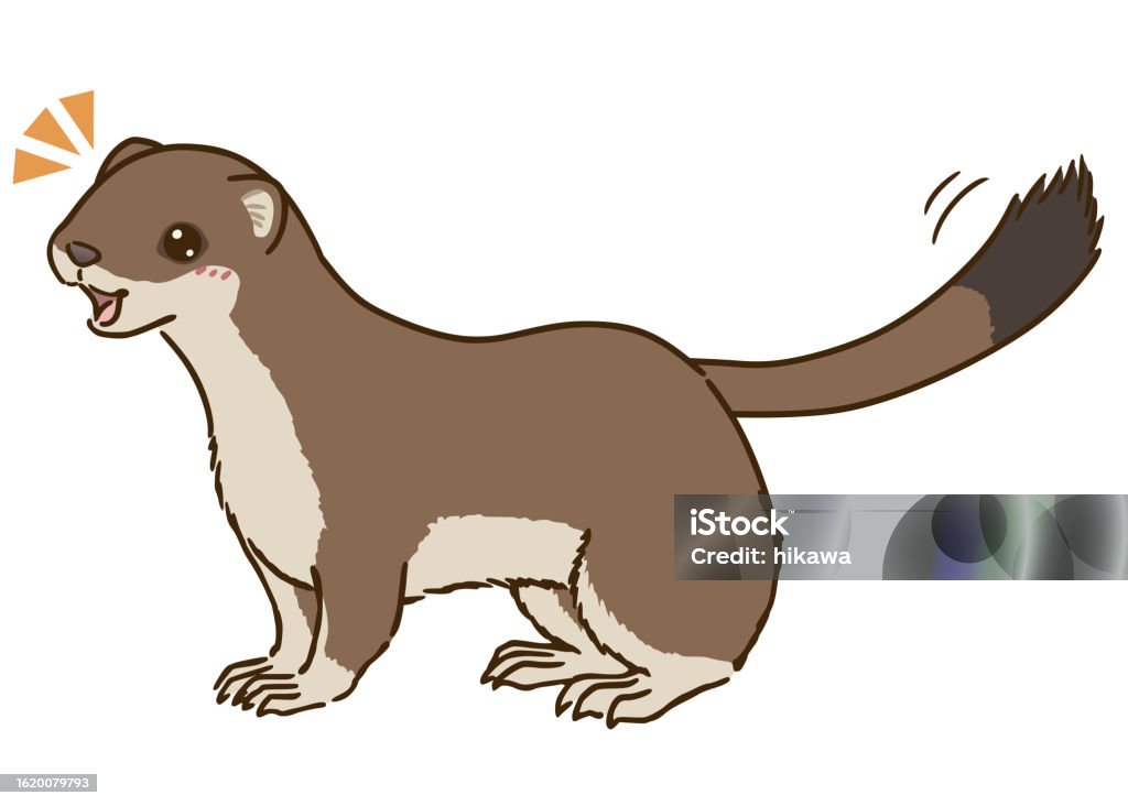 Smiling Stoat Happy Stoat Stock Illustration - Download Image Now - Animal, Brown ...