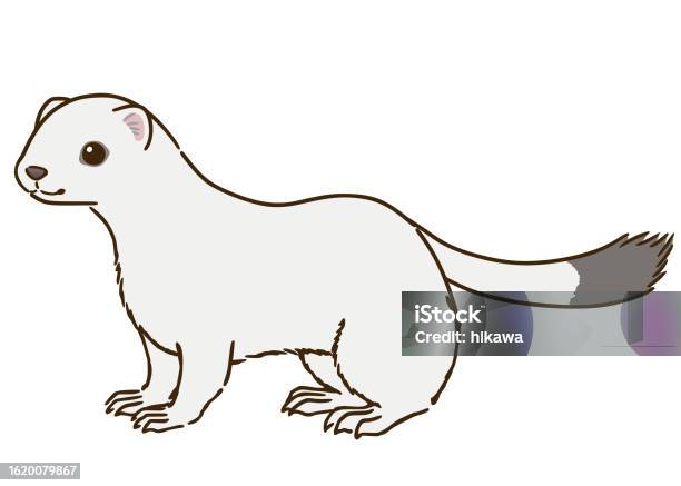 Smiling Stoat Stoat Stock Illustration - Download Image Now - Animal, Cartoon ...