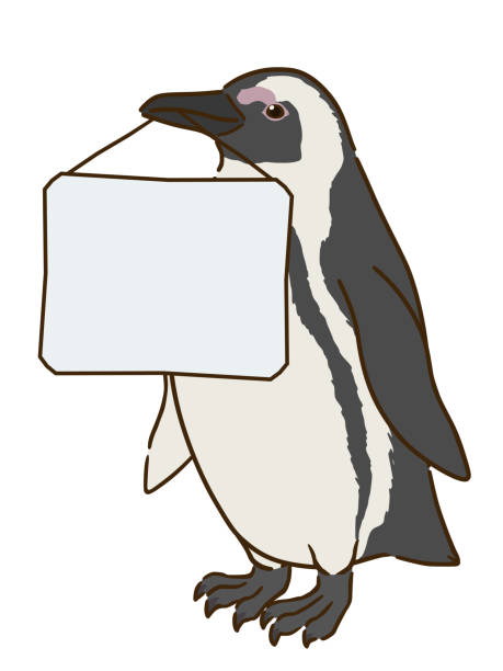 ilustrações, clipart, desenhos animados e ícones de pinguim africano segurando um quadro de mensagens - sphenisciformes