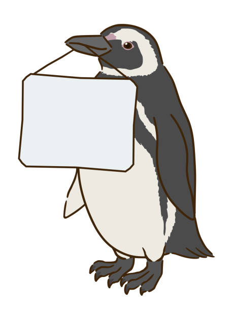 Magellanic penguin holding message board Magellanic penguin holding message board magellanic penguin stock illustrations