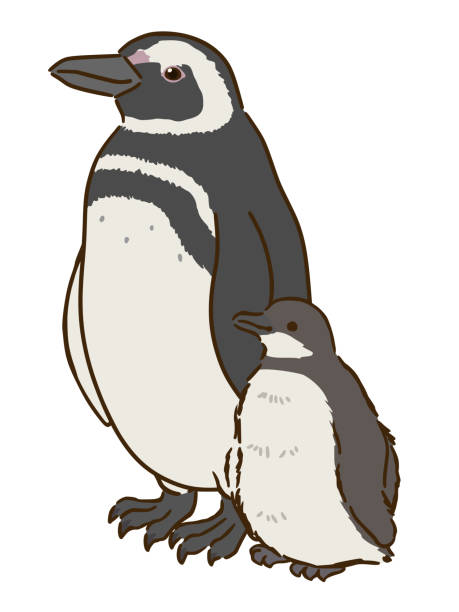 Magellanic penguin family Magellanic penguin family magellanic penguin stock illustrations