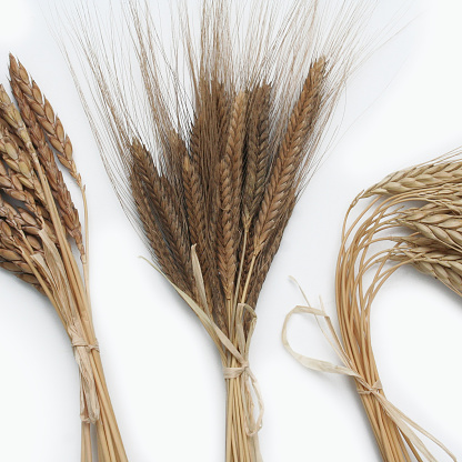 Different variety of dry Emmer or Spelt wheat isolated on white background. Triticum plant