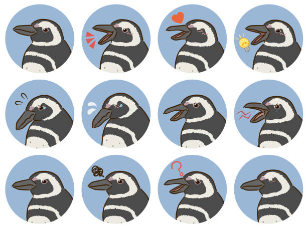 Magellanic penguin  facial expressions icon set Magellanic penguin  facial expressions icon set magellanic penguin stock illustrations