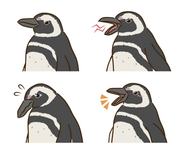 Magellanic penguin facial expressions Magellanic penguin facial expressions magellanic penguin stock illustrations