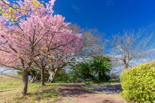istock Spring scenery at Osaki park in Kanagawa prefecture 1620102154