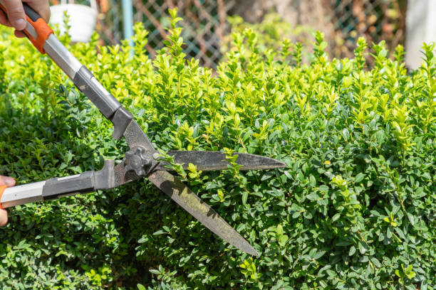 istock Gardener pruning, trimming buxus, boxwood shrubs with hedge shears. Pruning, trimming buxus, boxwood shrubs with hedge shears. 1620136612