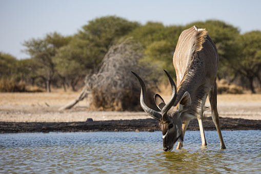 Kudu drinking water at a small lake