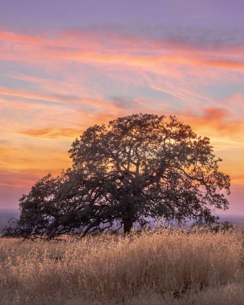 istock Vibrant sunset with a large tree silhouetted in the foreground, creating an idyllic pastoral scene 1620145698