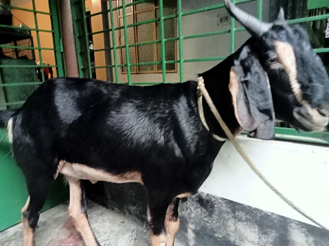 The black Bengal goat