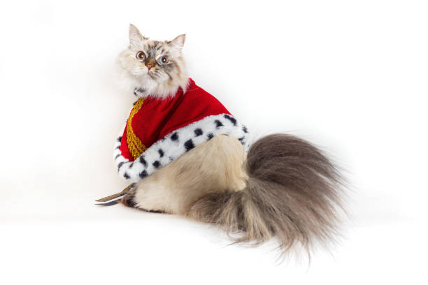 Siberian cat dressed in a king costume on white background
