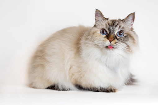 Funny Siberian cat with silly expression and tongue sticking out