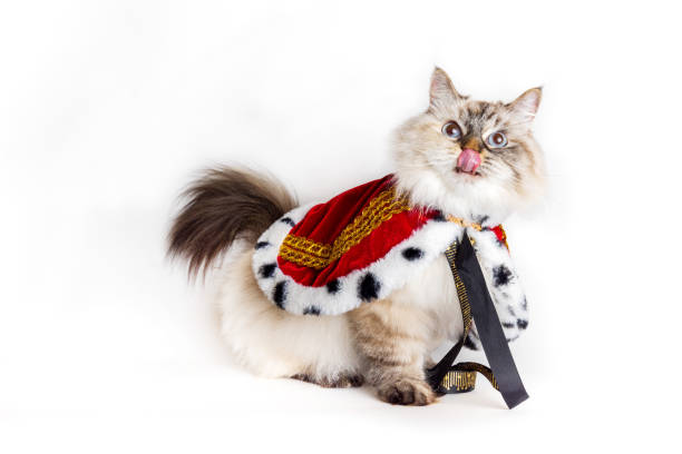 istock Funny cat in a king cape sticking a tongue out 1620159821
