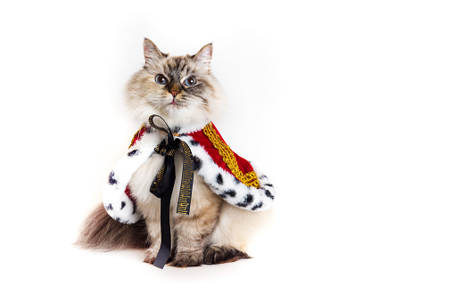 Serious Siberian cat in a king costume looking at camera