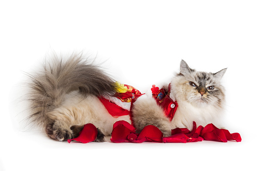 A cat dressed in a Chinese costume looking at camera