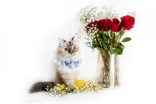 A Siberian cat with a bouquet of flowers