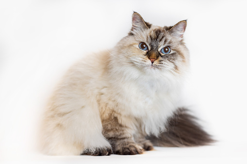 Portrait of Ragdoll white and gray with blue eye cat on light gray background and copy space, studio shot of old cat with blank background.