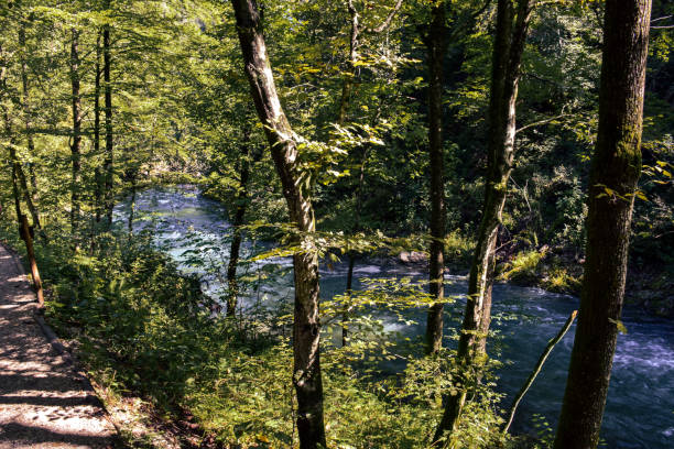 istock A Path in the Forest by the Riverside - Vintgar Gorge, Slovenia 1620191072