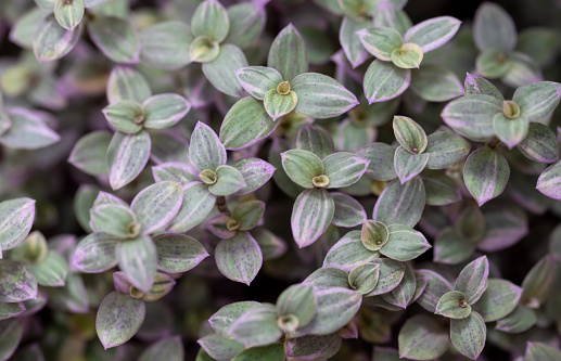 Natural background of Callisia repens, Creeping inch plant, a small succulent plant in purple-green, used as an ornamental plant or hanging in the garden.