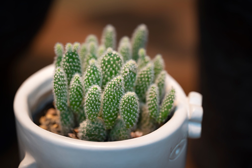 Close-up of Opuntia Microdasys, Bunny Ear cactus in a white potted. A small succulent plant with a flat green stem and elliptical pads for decoration in the room.