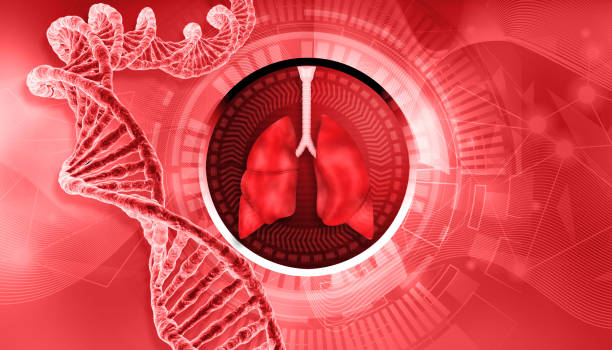 istock Human lungs respiratory system anatomy with DNA strand 1620225067