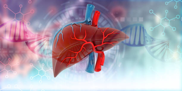 istock Human liver anatomy on scientific background 1620226646