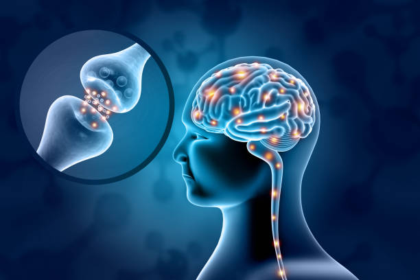 istock Human brain anatomy with Neurons 1620228310