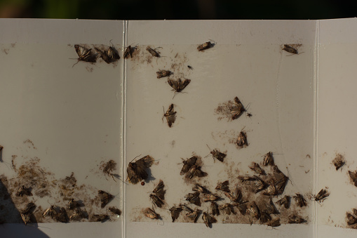 many Indianmeal moths trapped on a paper card with glue for food contamination in the kitchen