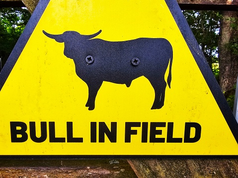 A sign warning of a bull in the field. The sign is mounted on a wooden gate in the British countryside.