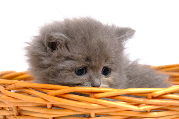 Small gray and fluffy kitten looks out basket.On white background, isolate