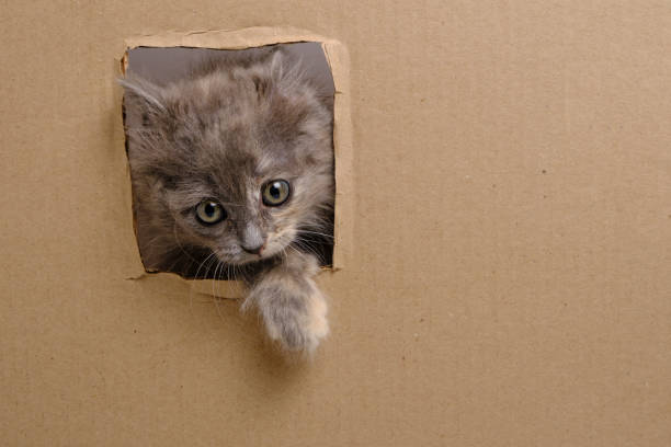 istock Small gray kitten stuck its muzzle and paws out window cut out in cardboard. 1620268003