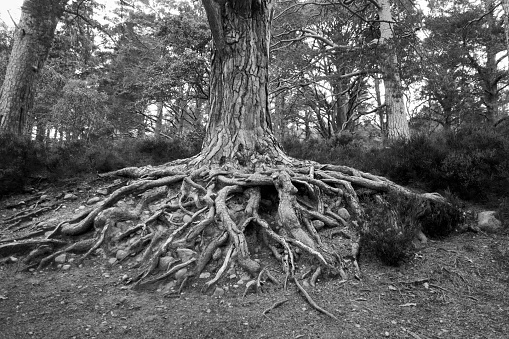 Black and white photograph of roots of a tree near a lake in Scotland.