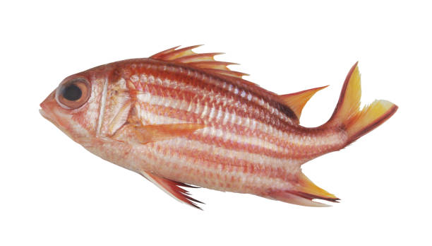 istock Soldier fish isolated on white. 1620270578