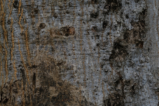 Closeup of embossed texture of the brown bark. Texture background, nature, texture of wood.