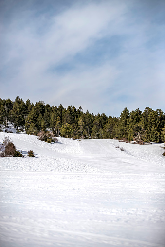 Wide panoramic view of winter landscape with snow covered trees