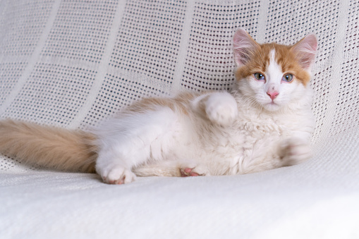 Portrait of sweet orange ginger fluffy longhair mongrel cat kitten kitty pet lying on white cotton plaid at home, raising paws, playing, looking at camera. Animal life, pet, pet adoption, pet love.