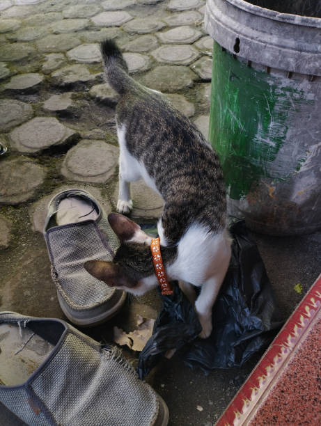 istock A cat or stray cat in the trash can 1620303498