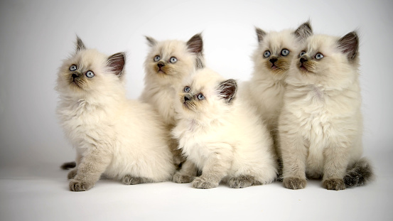 Beautiful persian and siamese kitten on a white background