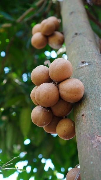 istock The fruit of Stelechocarpus burahol 1620336872