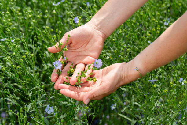 le mani femminili tengono le piante di lino con i fiori sullo sfondo di un campo di lino - seed flax seed human hand food foto e immagini stock