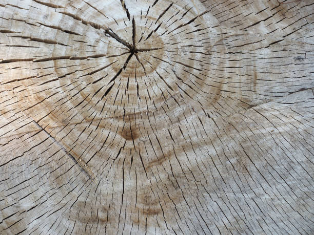 istock cross section of tree trunk background 1620345755