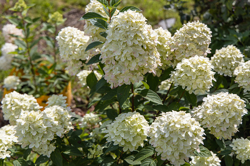 Hydrangea paniculata sort Magical Candle hydrangea with white flowers blooms in the garden in summer. High quality photo