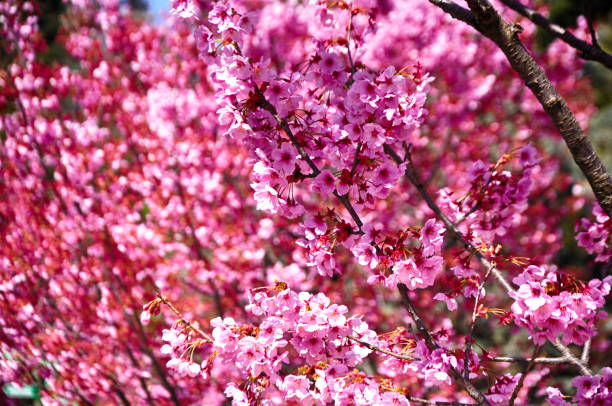 istock Pink Sakura flower on the branch 1620374691