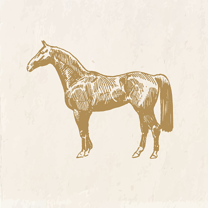 Hand drawn illustration of a horse, vintage style drawing, isolated stallion silhouette, equestrian icon