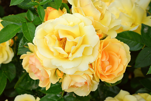 Yellow colored rose flower in bloom