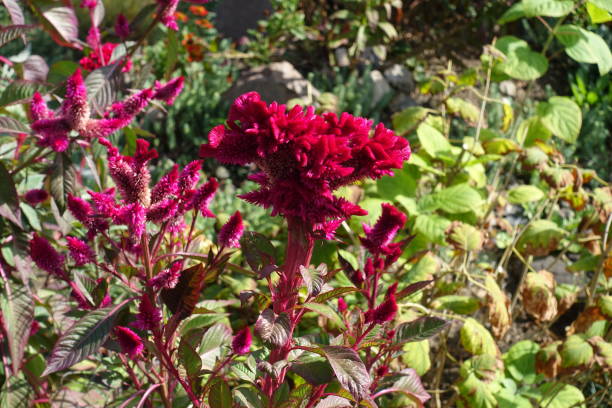istock Ruby red flowers of Celosia argentea var. cristata in September 1620381245